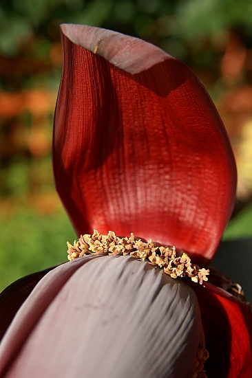 PICT1776 small banana flower Kalyves.jpg - 141779 Bytes